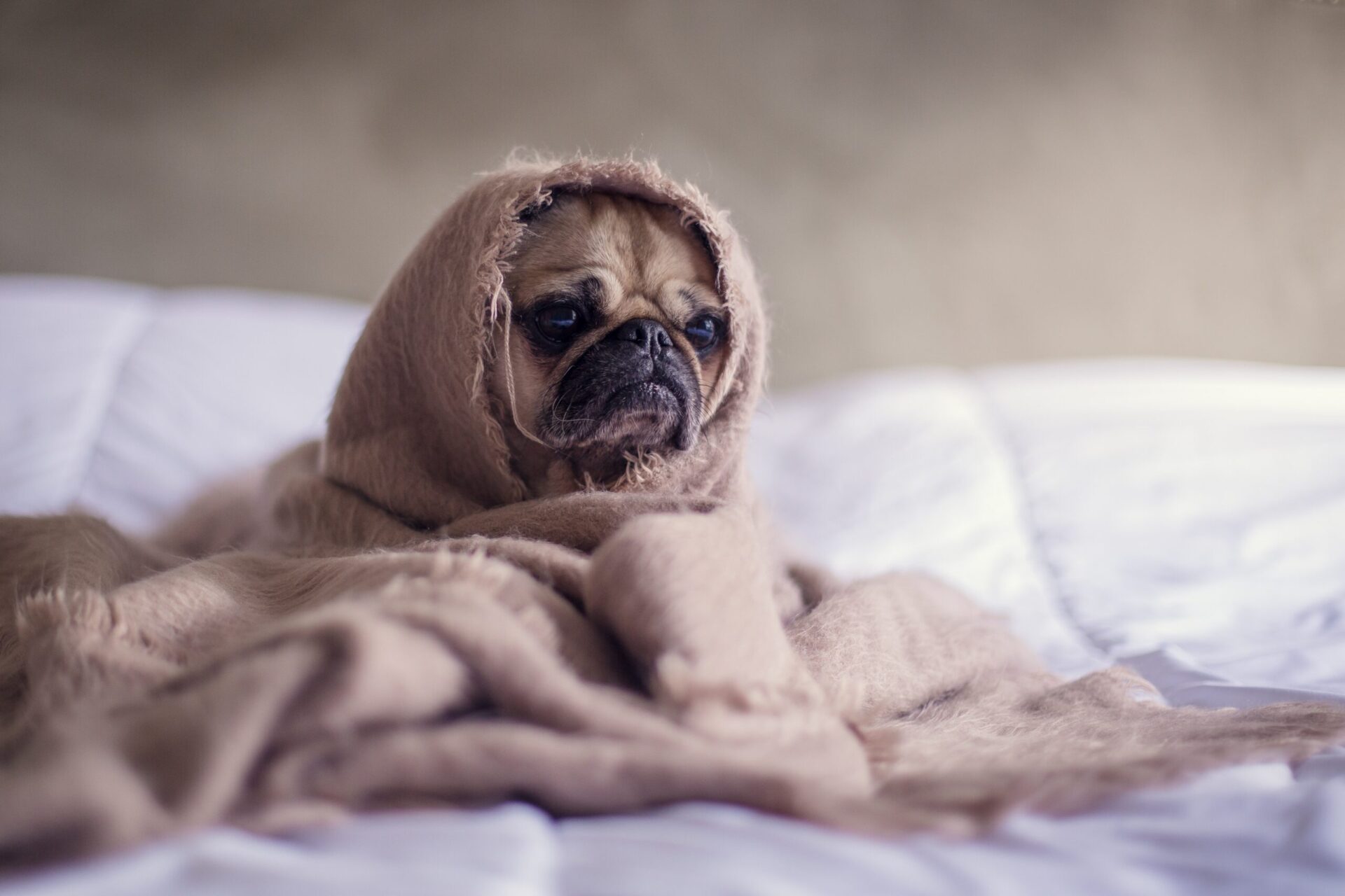7 Tips For Making Your Home Pet-Friendly during Guy Fawkes.