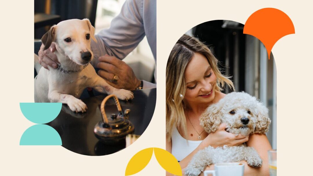 Best pet-friendly summer activities in Johannesburg.