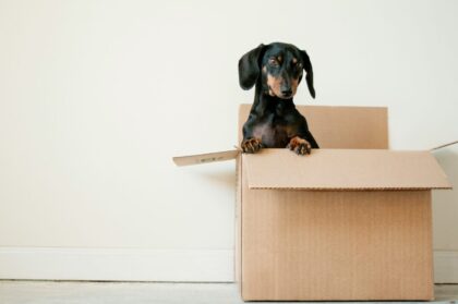 pet-friendly move-out cleaning