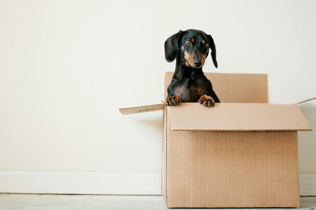 Pet-friendly move-out cleaning: How to clean & prepare your home for your next occupant