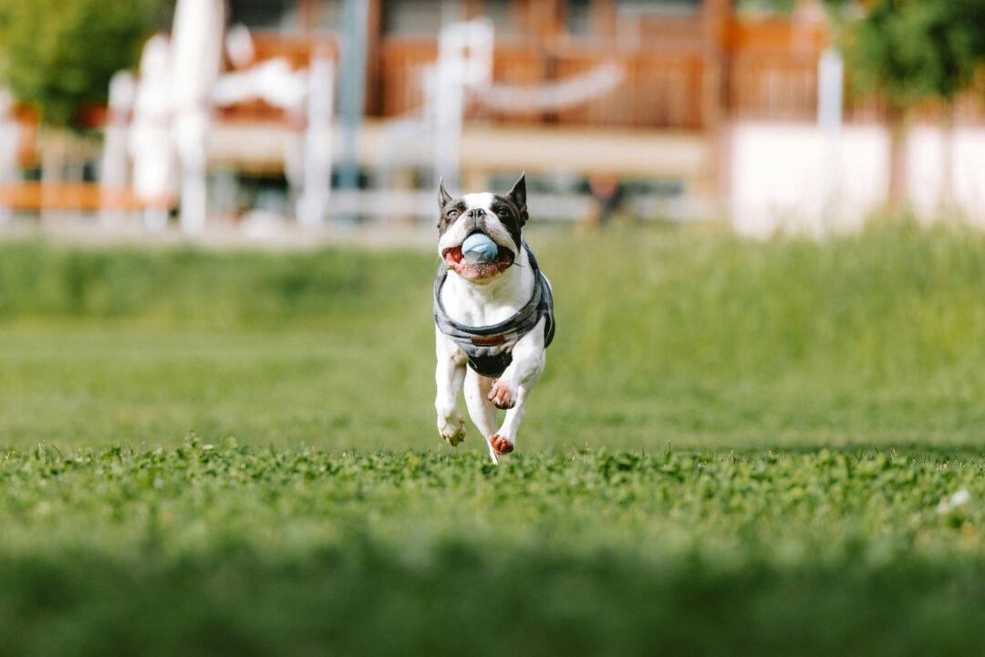 Seasonal dog walking tips: How to keep your pup safe all year-round