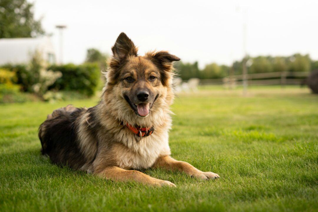 Dog walking in the suburbs: How city dogs and suburban dogs' need differ