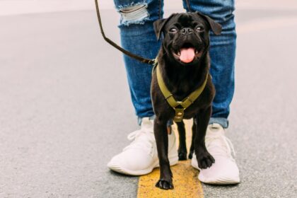 dog walking frequency