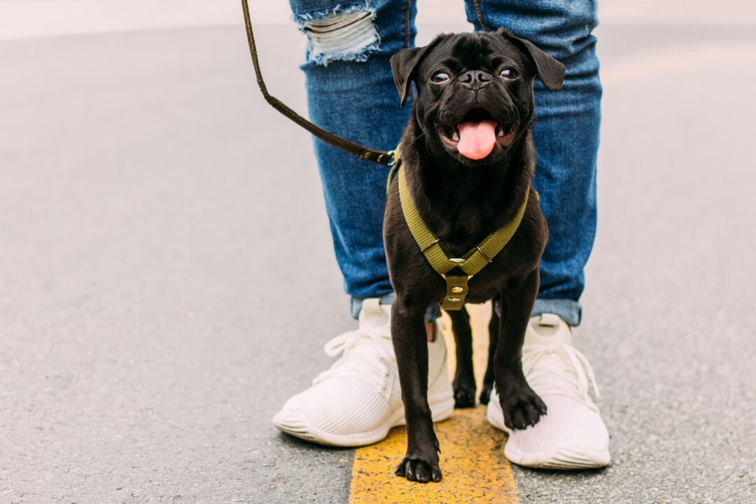 Dog walking frequency: How often to walk your dog based on their breed type