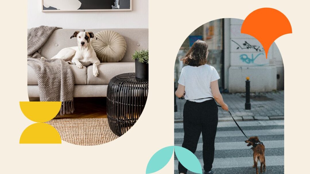 professional dog walker benefits
