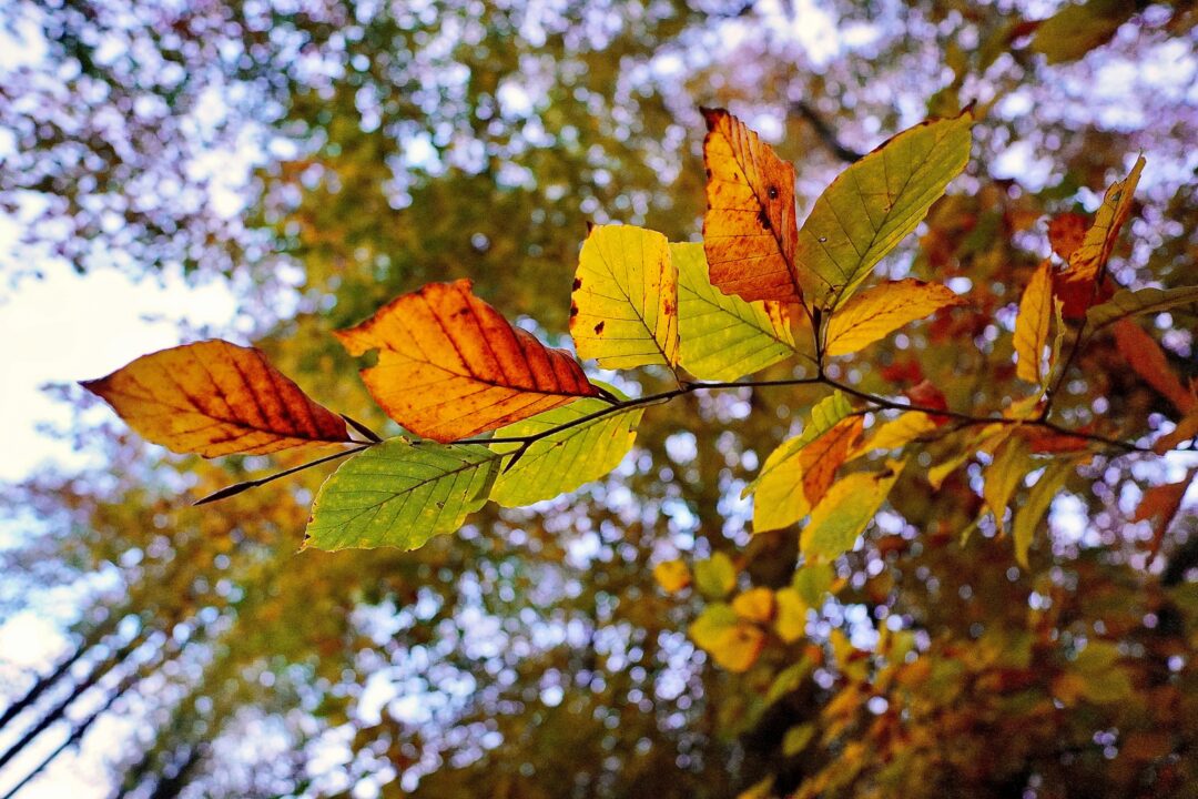 Practical autumn allergy home tips for keeping them at bay this season
