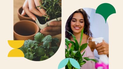 cleaning indoor plants