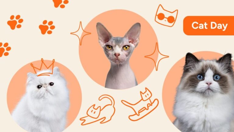 What kind of cat are you based on your cleaning habits? - Sweepsouth