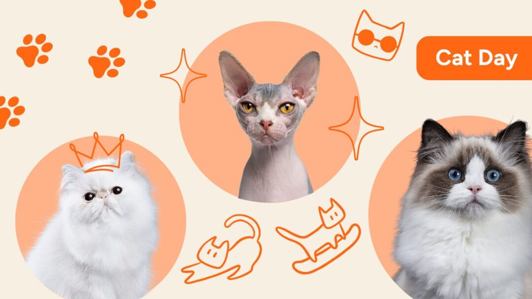 international cat day