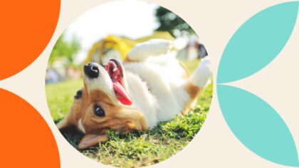 cleaning tips for dog owners