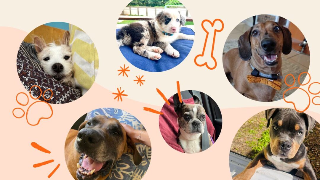 pups of Sweepsouth
