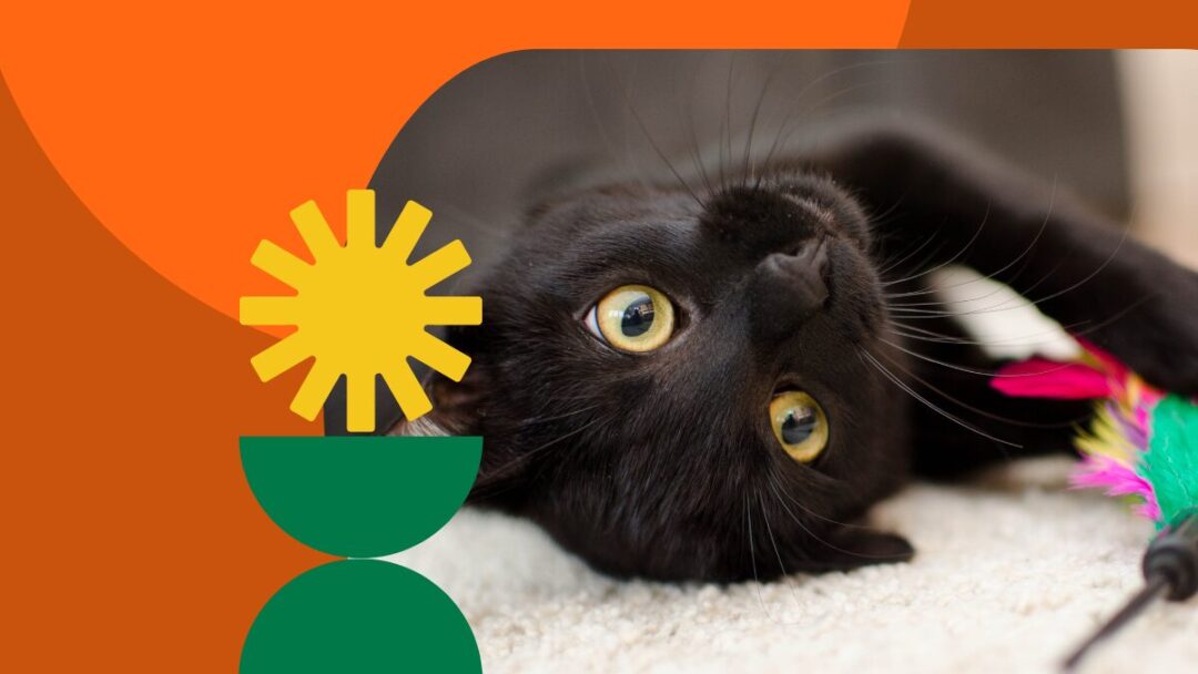 Top 5 best cat litter boxes for clean homes in South Africa